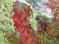 20151011 141146  As soon as I got back we climbed past the sweetgum...