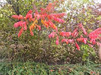 20151011 153057  Sumac is great here!